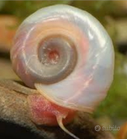 Planorbarius lumache acquario