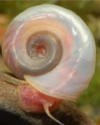Planorbarius lumache acquario