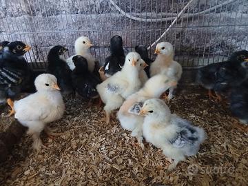 Pulcini di gallina razza brahma,amrock,
