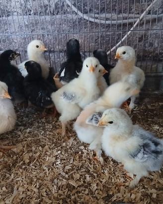 Pulcini di gallina razza brahma,amrock,