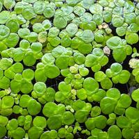 Lemna minor pianta acquatica