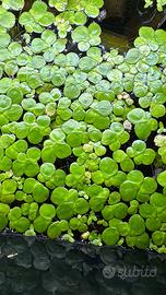 Lemna minor pianta acquatica
