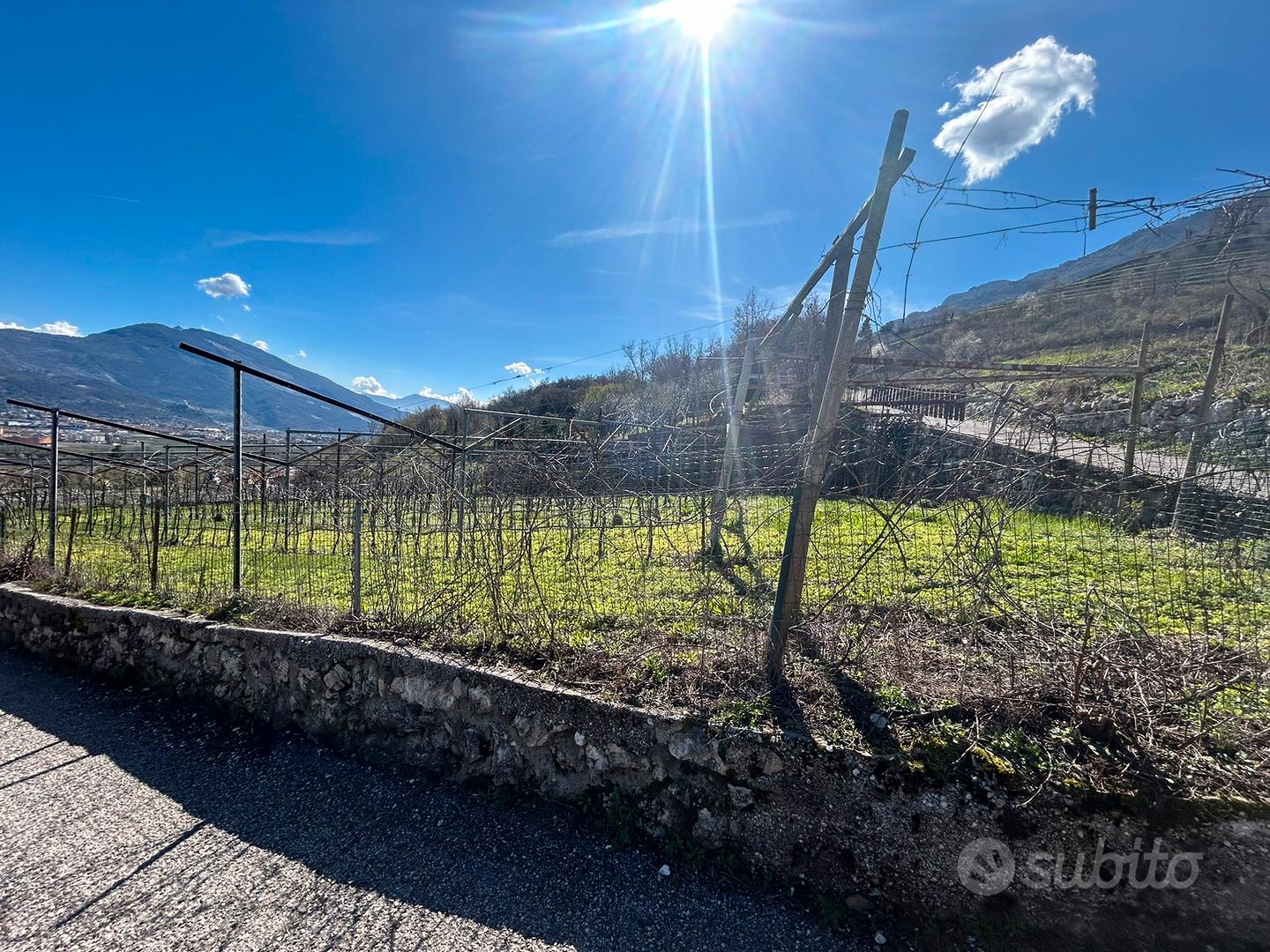 Terreno agricolo uliveto vigneto e bosco - Vista 5