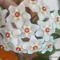 Hoya carnosa fiore di cera