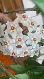 Hoya carnosa fiore di cera