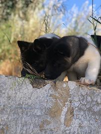 Akita Americano Cuccioli
