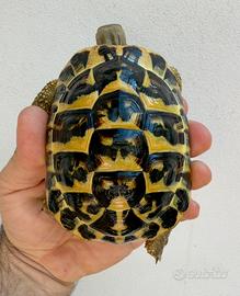 Tartarughe hermanni