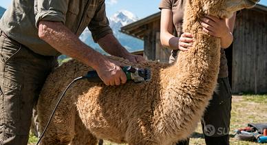 Tosatura Alpaca e Lama