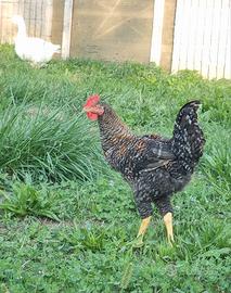 Gallo ornamentale 