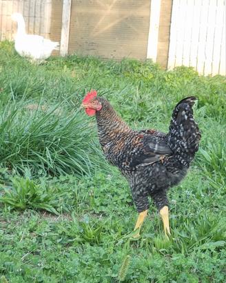 Gallo ornamentale 