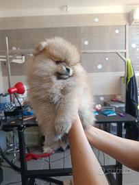Spitz Pomerania nano