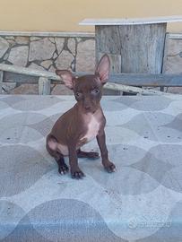 Cirneco