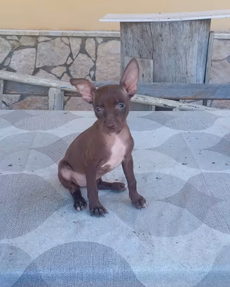 Cirneco