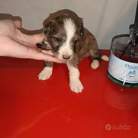 Chihuahua merle e volpino di Pomerania Toy