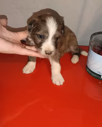 Chihuahua merle e volpino di Pomerania Toy