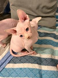 Sphynx femmina