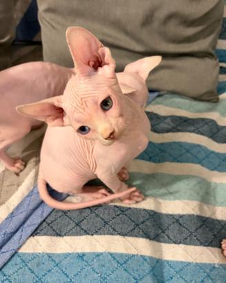 Sphynx femmina