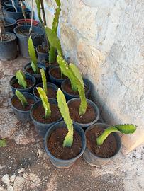 Piantine di papaya (frutto del drago polpa rossa)