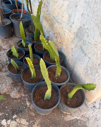 Piantine di papaya (frutto del drago polpa rossa)