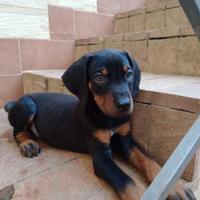 Sì regalano ultimi cuccioli