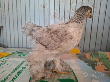 Pulcinotti ornamentali