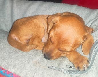 Pincher femmina Torino