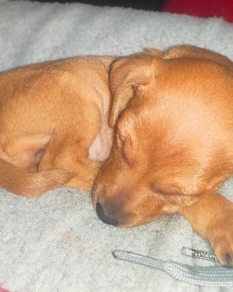 Pincher femmina Torino