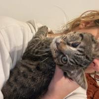 Gattino 3 mesi tigrato