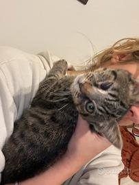 Gattino 3 mesi tigrato