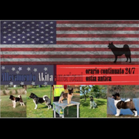 Akita americano x monta