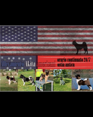 Akita americano x monta