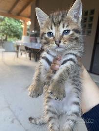 Quattro splendidi gattini soriani