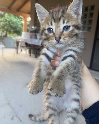 Quattro splendidi gattini soriani