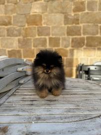 Volpino di Pomerania Spitz