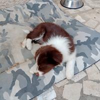 Cuccioli di Border Collie