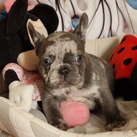 Cuccioli bulldog francese