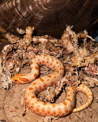 Nasicus Albino Conda