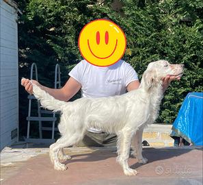 Cucciolone setter inglese