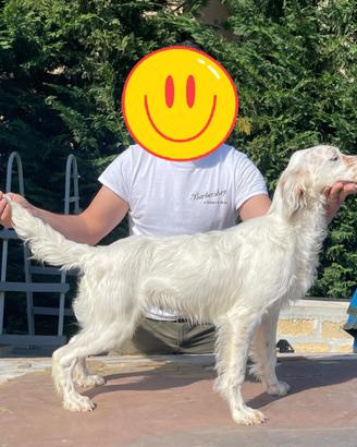Cucciolone setter inglese