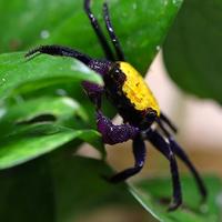 Granchi nani d'acqua dolce GEOSESARMA ed altri