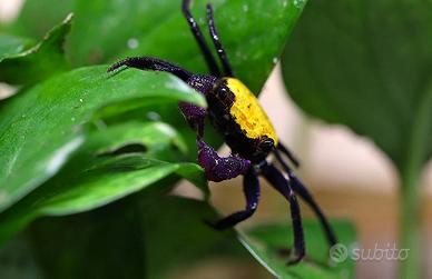 Granchi nani d'acqua dolce GEOSESARMA ed altri