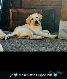 Cucciolo di Labrador Retrievers