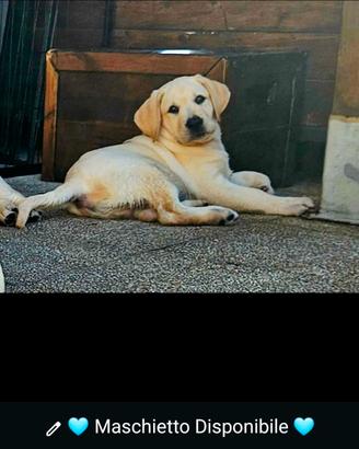 Cucciolo di Labrador Retrievers