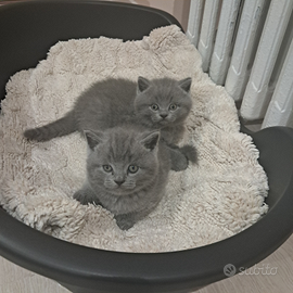 Cucciolo di british shorthair