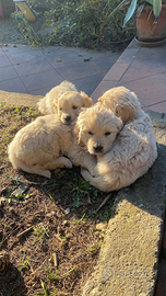 Cuccioli di Golden Retriever