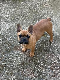 Bulldog francese maschio