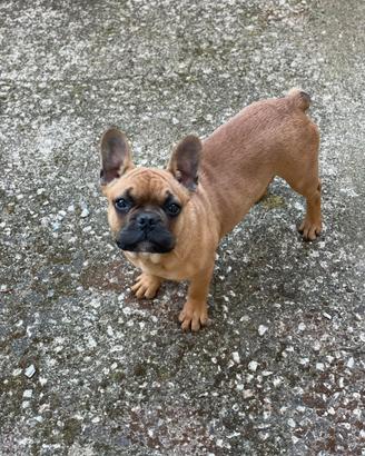 Bulldog francese maschio