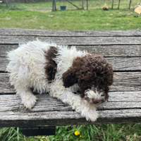 Cuccioli Lagotto Romagnolo