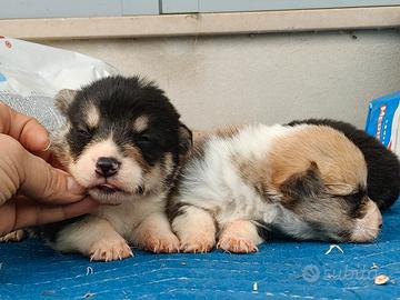 Welsh cogi Pembroke pedigree ENCI