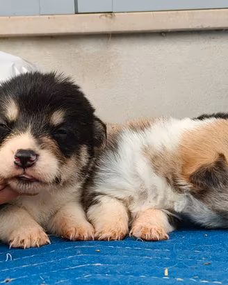 Welsh cogi Pembroke pedigree ENCI